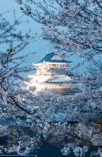 丁香五月成人视频-丁香五月，成人视频的多元视角与文化探讨